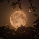 Illustration for article titled 19 Stunning Photos of The Year's Biggest, Most Beautiful Moon So Far